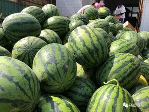 砀山吃瓜娱乐,一场别开生面的吃瓜娱乐盛宴